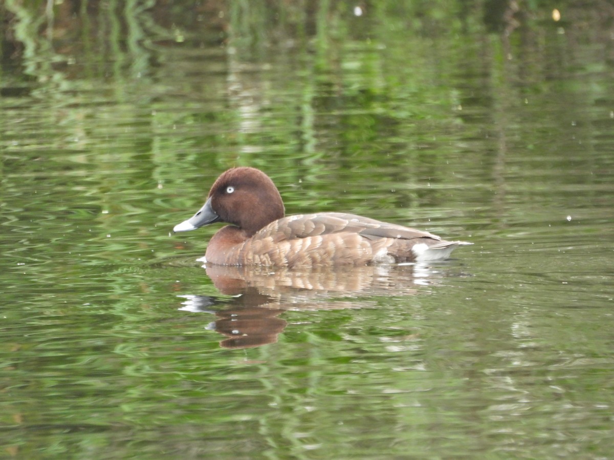 Hardhead - ML647049327