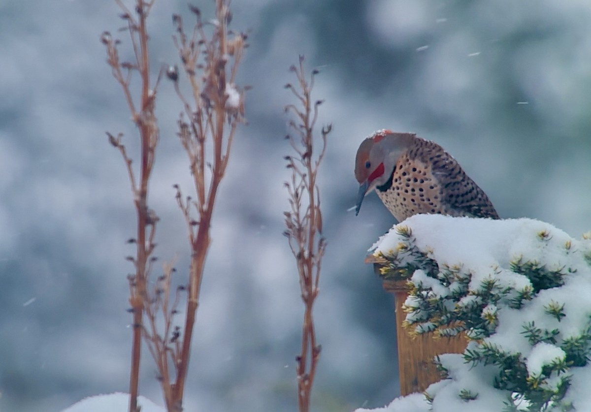 Northern Flicker (Yellow-shafted x Red-shafted) - ML647049329
