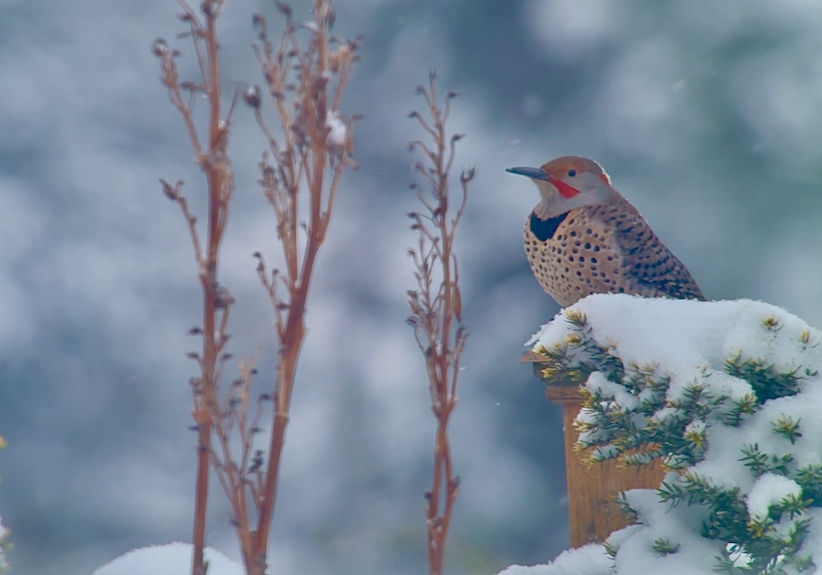 Northern Flicker (Yellow-shafted x Red-shafted) - ML647049331