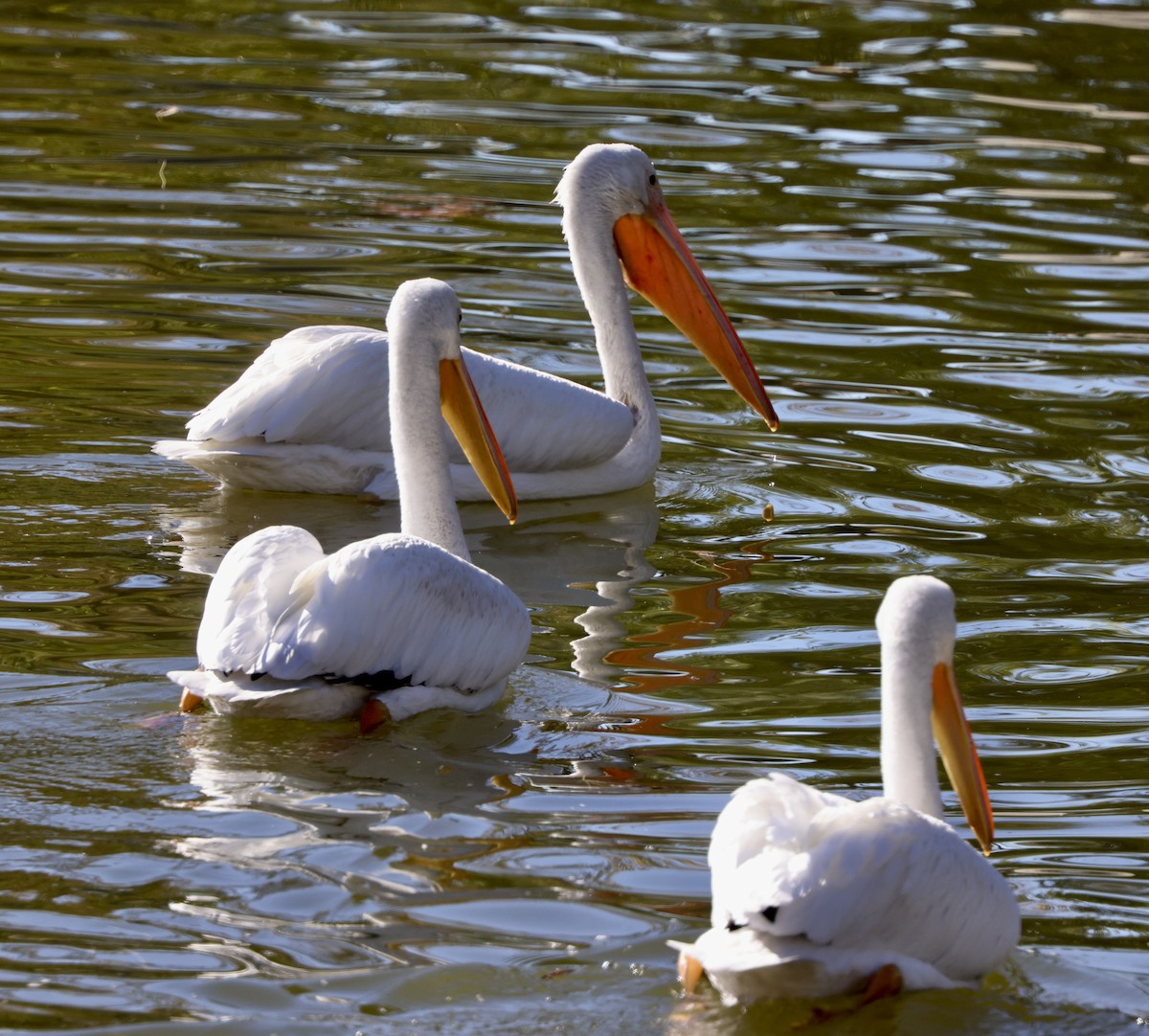 American White Pelican - ML647049339