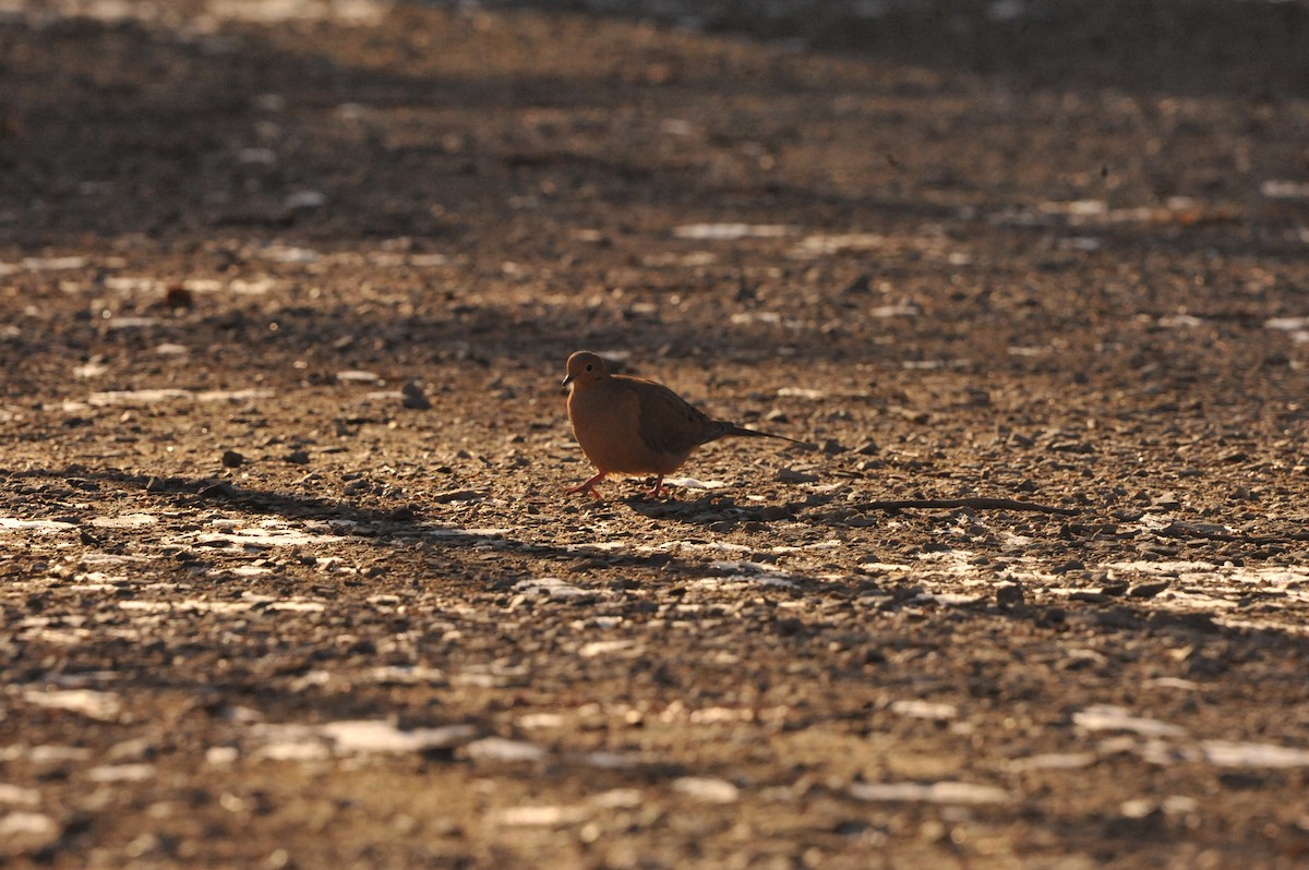Mourning Dove - ML647049340