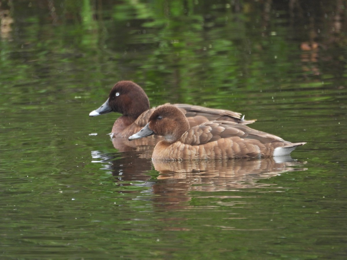 Hardhead - ML647049342