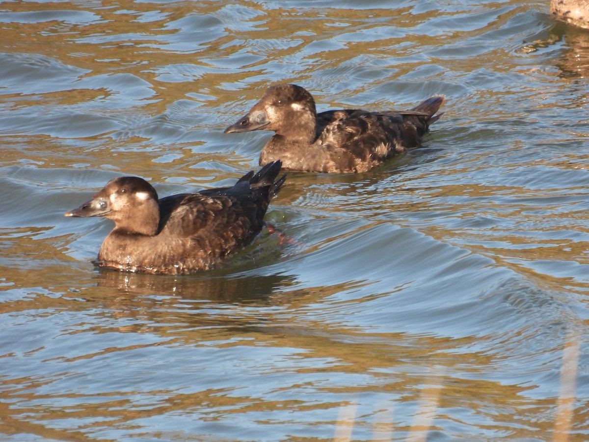 brilleand - ML647049343