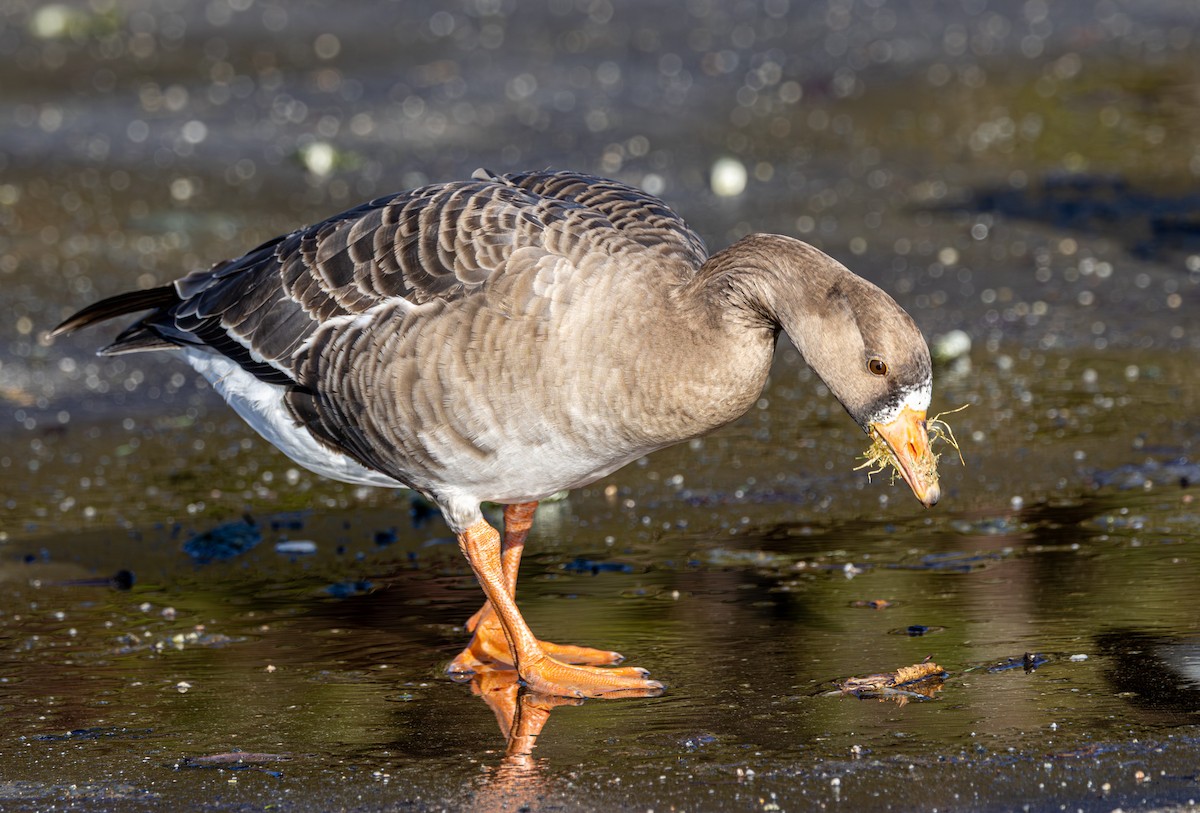 Greater White-fronted Goose - ML647049349