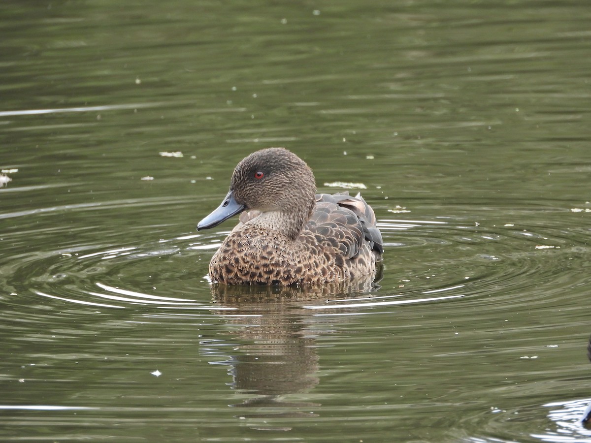 Chestnut Teal - ML647049350