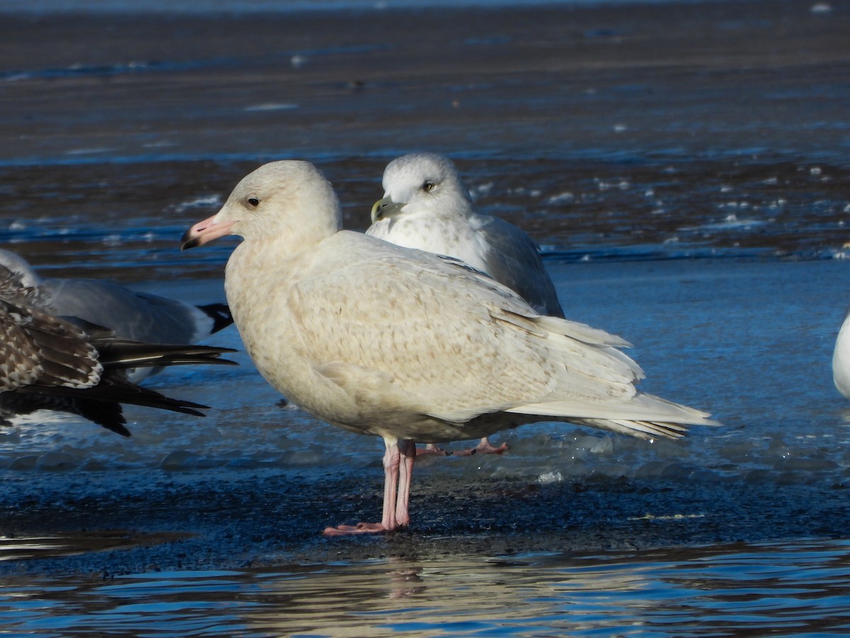Glaucous Gull - ML647049352