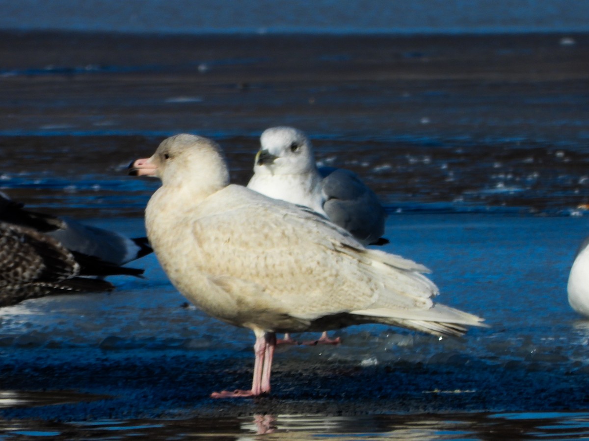 Glaucous Gull - ML647049353