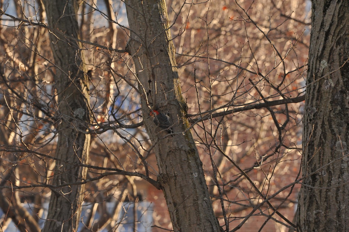 Red-bellied Woodpecker - ML647049354