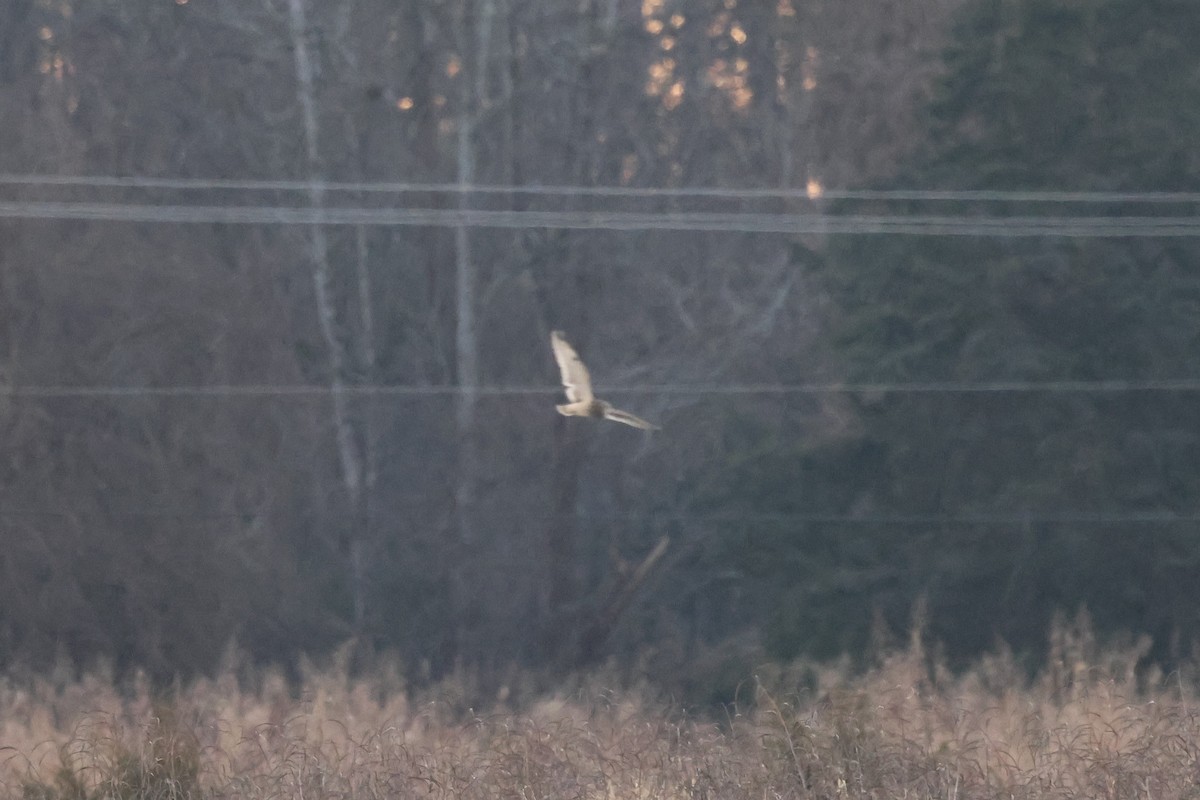 Short-eared Owl - ML647049355