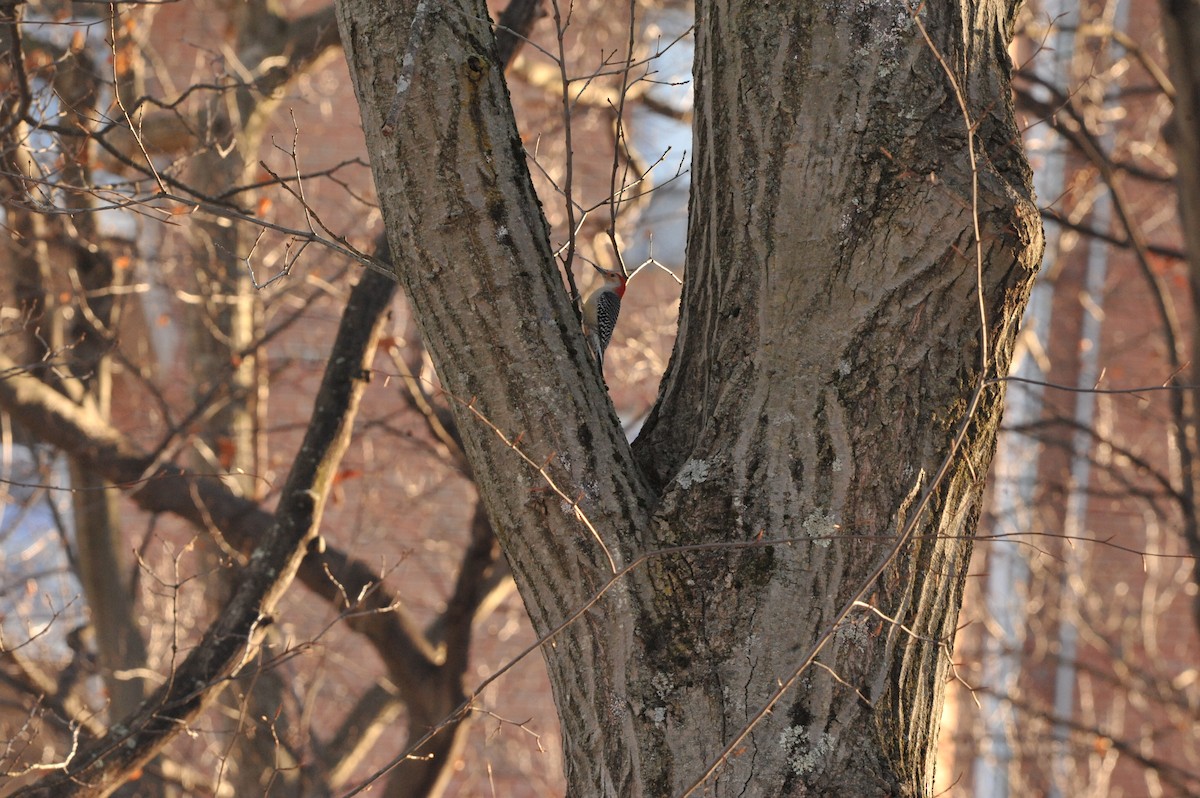 Red-bellied Woodpecker - ML647049356