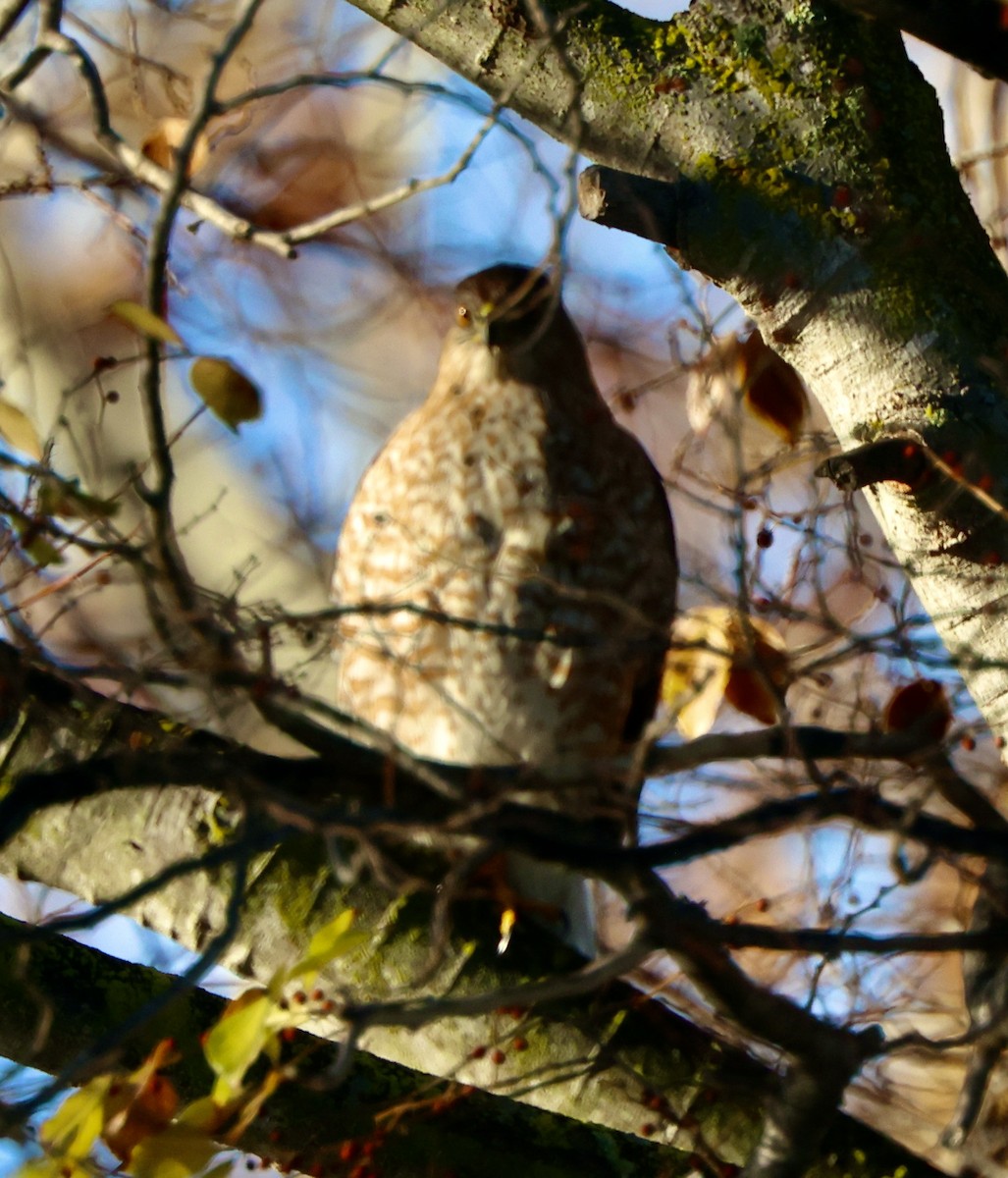 Cooper's Hawk - ML647049357