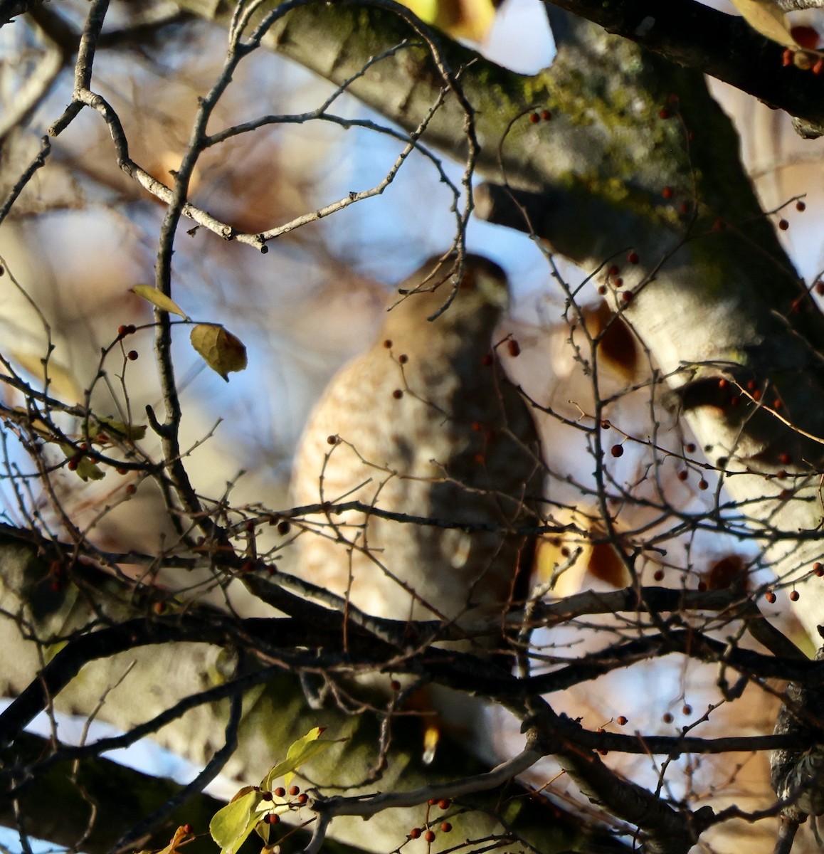 Cooper's Hawk - ML647049358