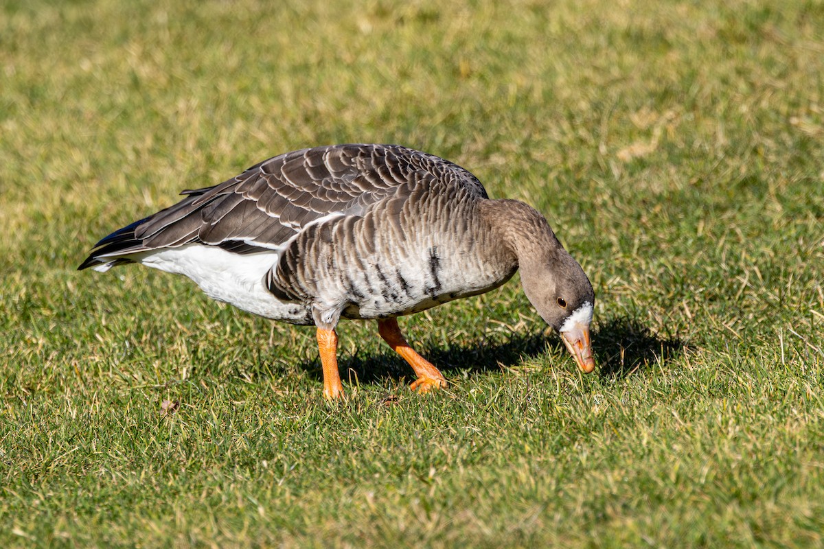Greater White-fronted Goose - ML647049359