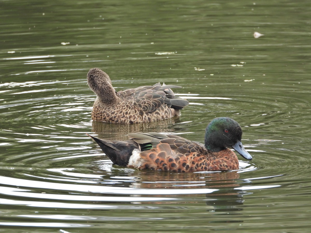 Chestnut Teal - ML647049360