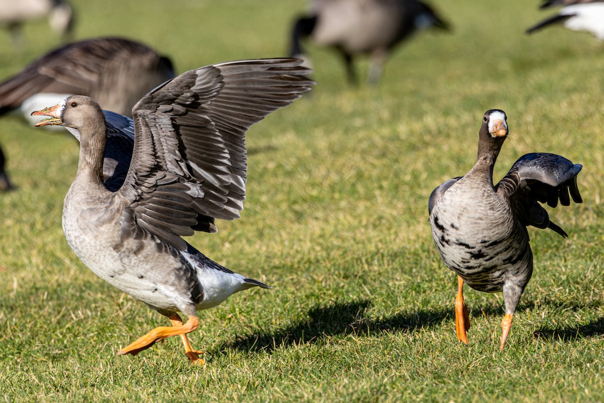 Greater White-fronted Goose - ML647049361