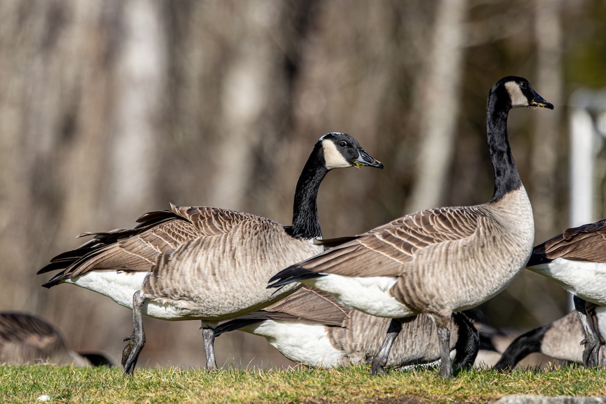 Canada Goose - ML647049363