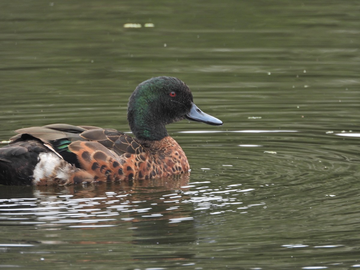 Chestnut Teal - ML647049364