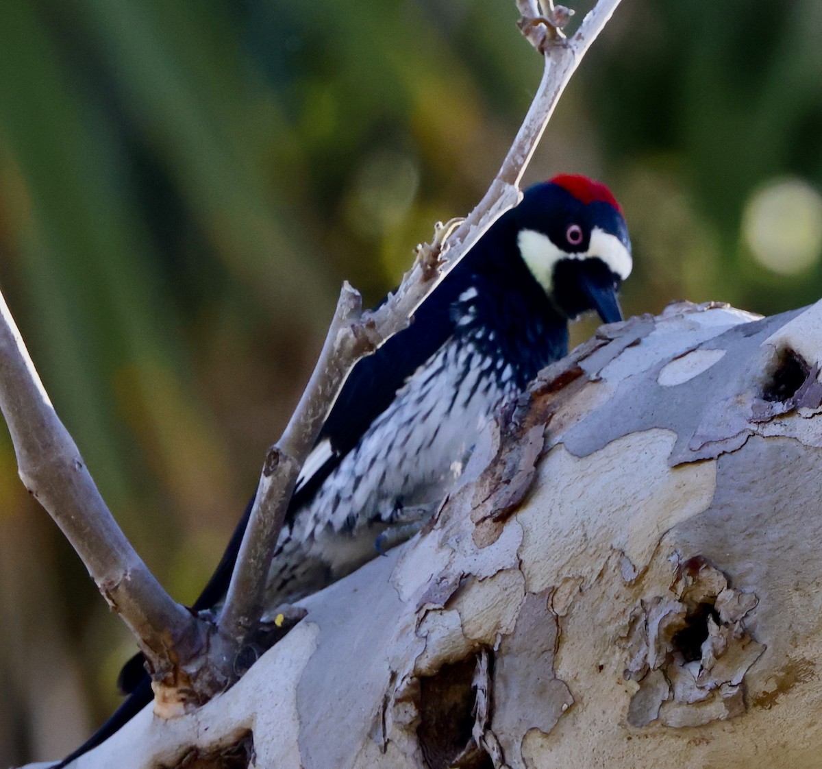 Acorn Woodpecker - ML647049365