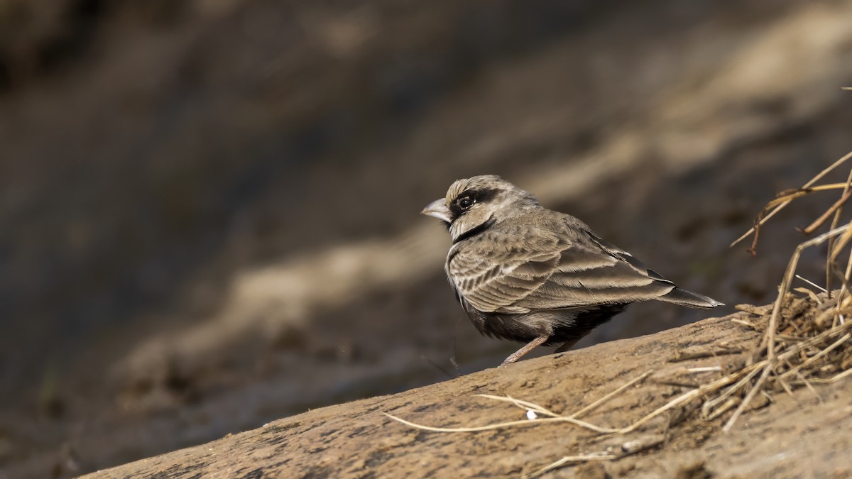 Ashy-crowned Sparrow-Lark - ML647049368