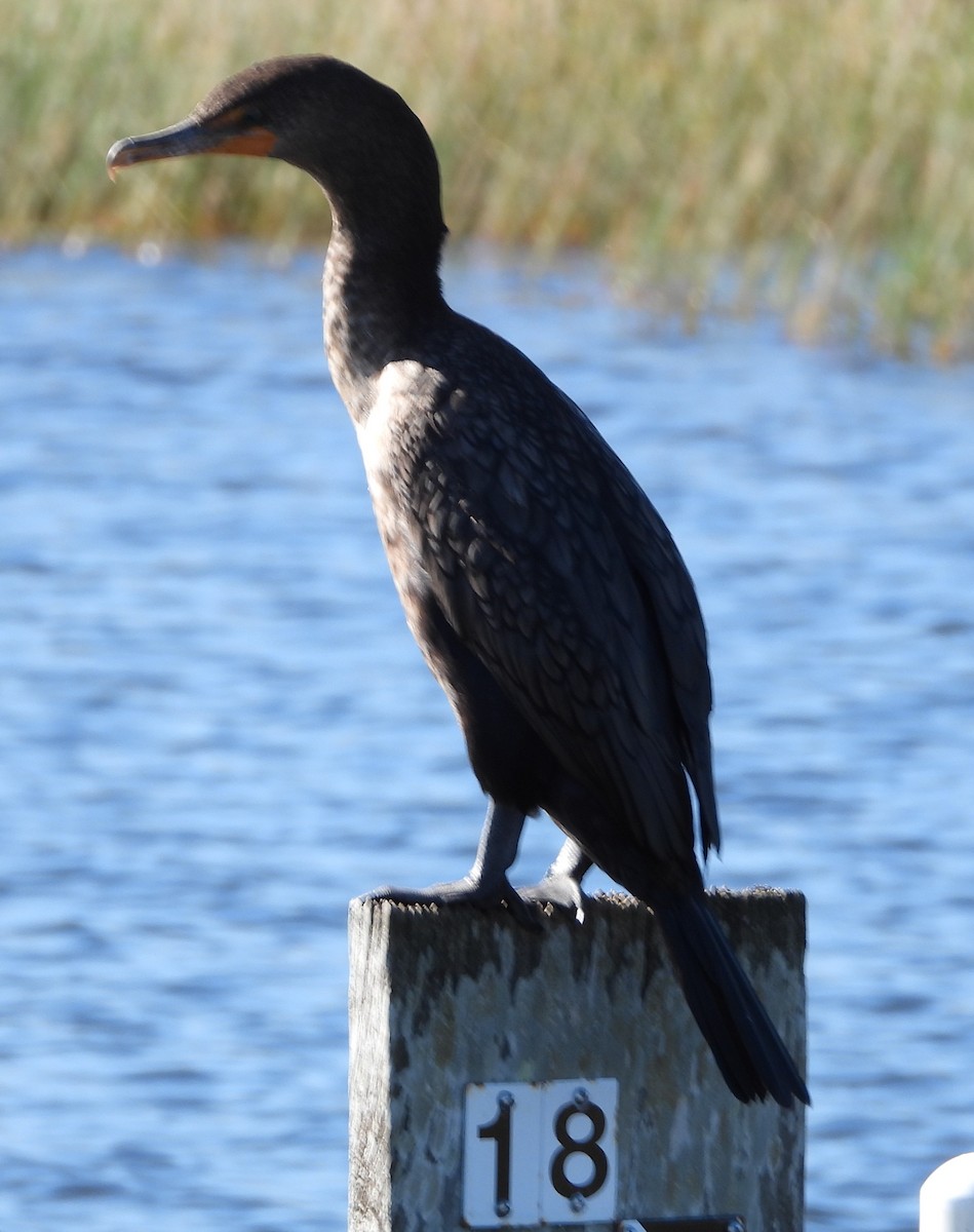 Double-crested Cormorant - ML647049375