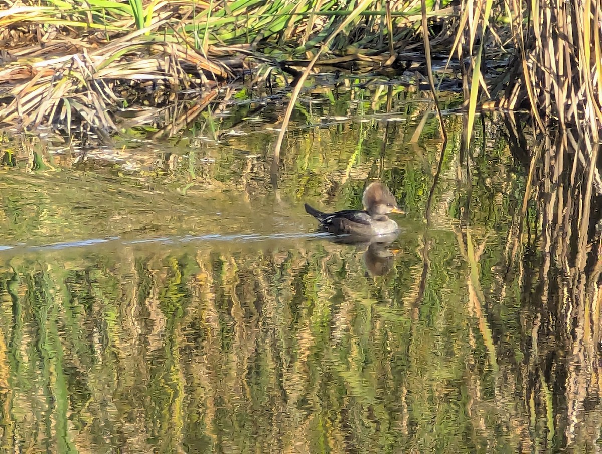 Hooded Merganser - ML647049376