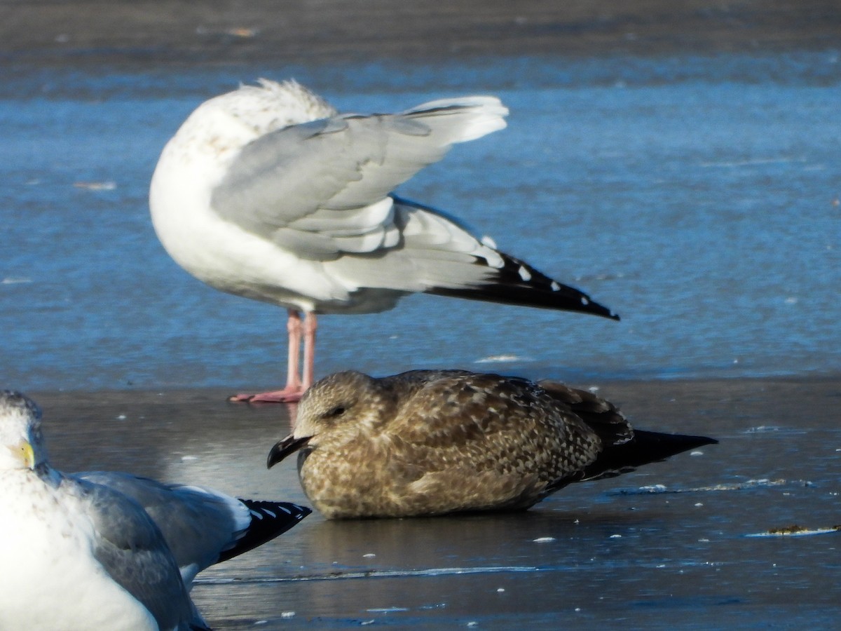 American Herring Gull - ML647049379