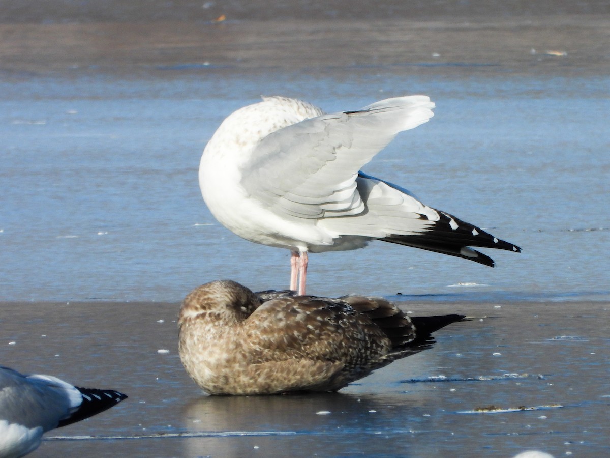 American Herring Gull - ML647049380