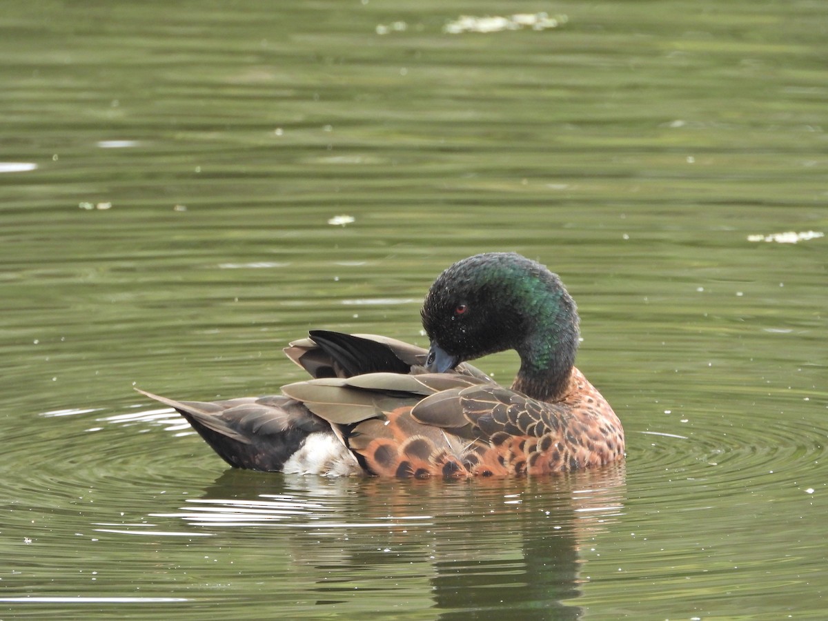 Chestnut Teal - ML647049382