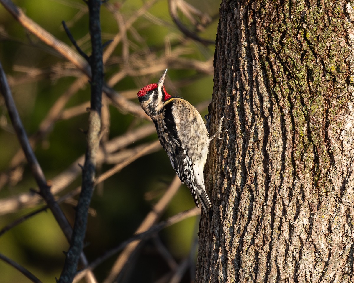 Yellow-bellied Sapsucker - ML647049383