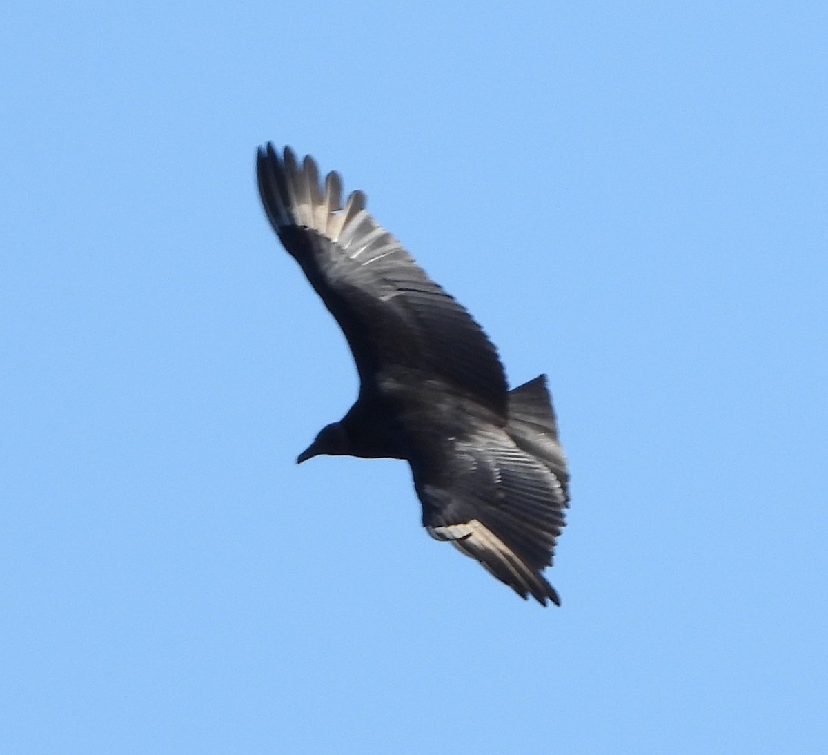 Black Vulture - ML647049385