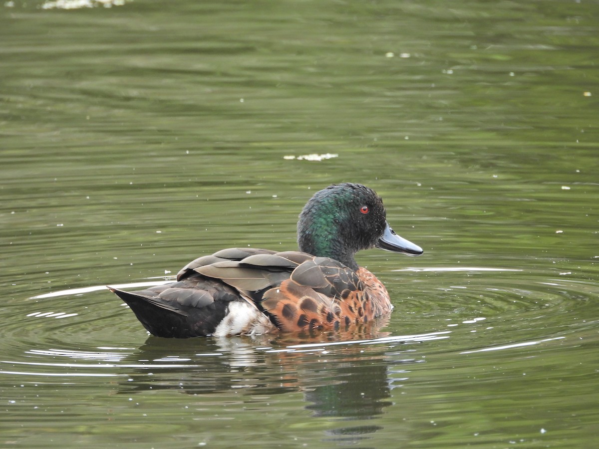 Chestnut Teal - ML647049389