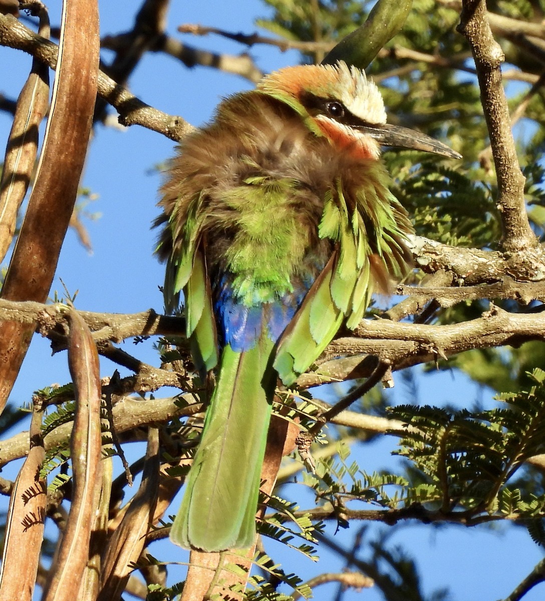 シロビタイハチクイ - ML647049390