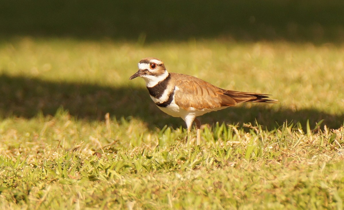 kulík rezavoocasý - ML647049392