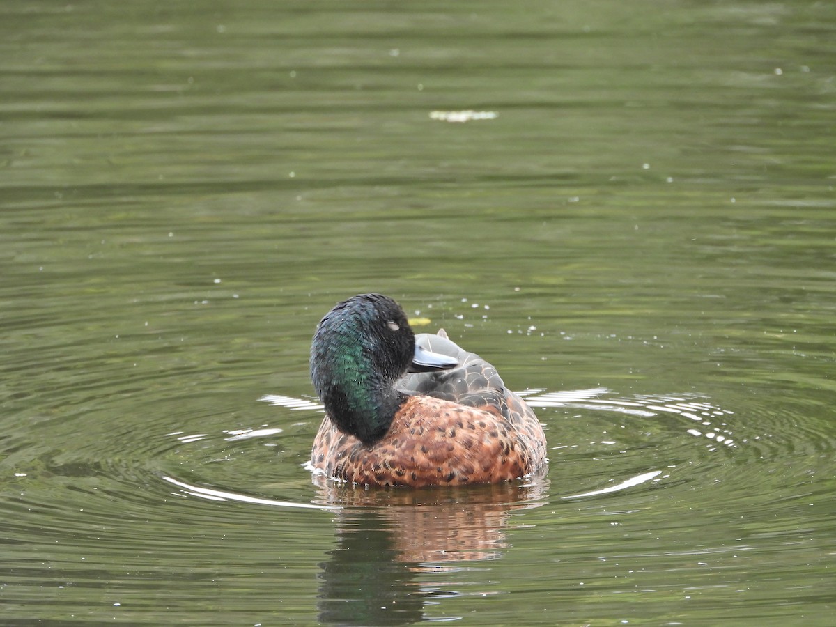 Chestnut Teal - ML647049396