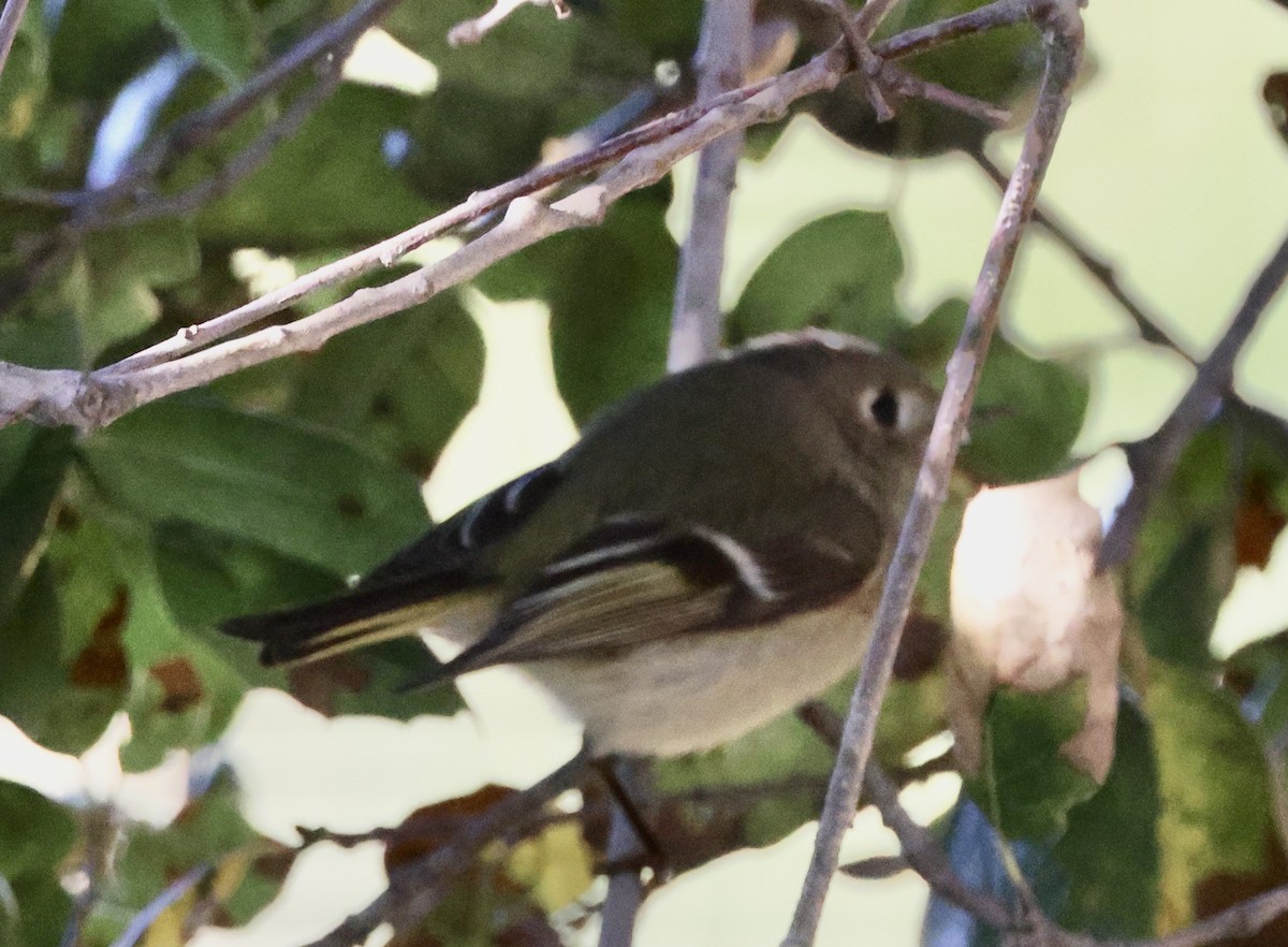 Ruby-crowned Kinglet - ML647049409
