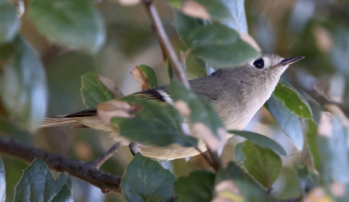 Ruby-crowned Kinglet - ML647049410
