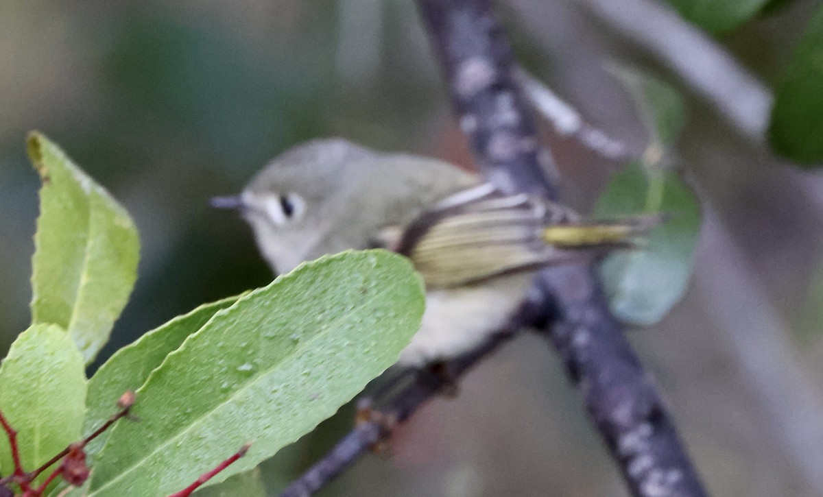 Ruby-crowned Kinglet - ML647049411