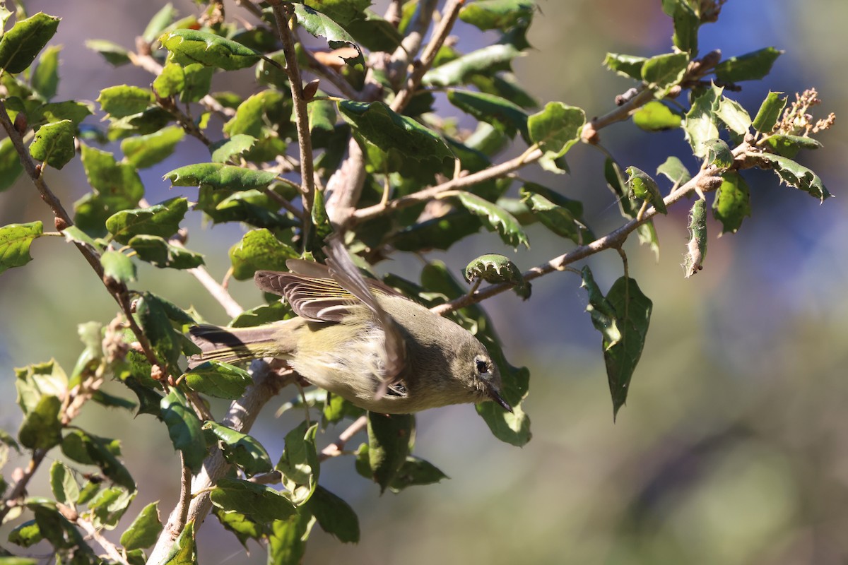 Ruby-crowned Kinglet - ML647049412