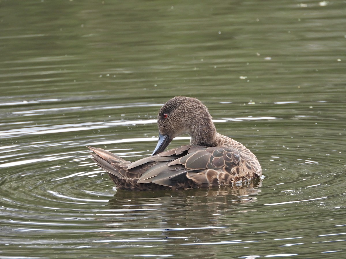 Chestnut Teal - ML647049413