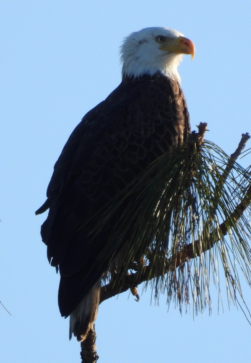 Bald Eagle - ML647049414