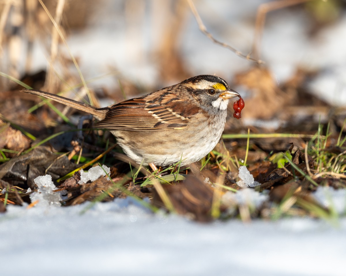 Chingolo Gorjiblanco - ML647049415