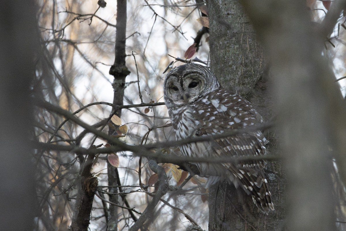 Barred Owl - ML647049416