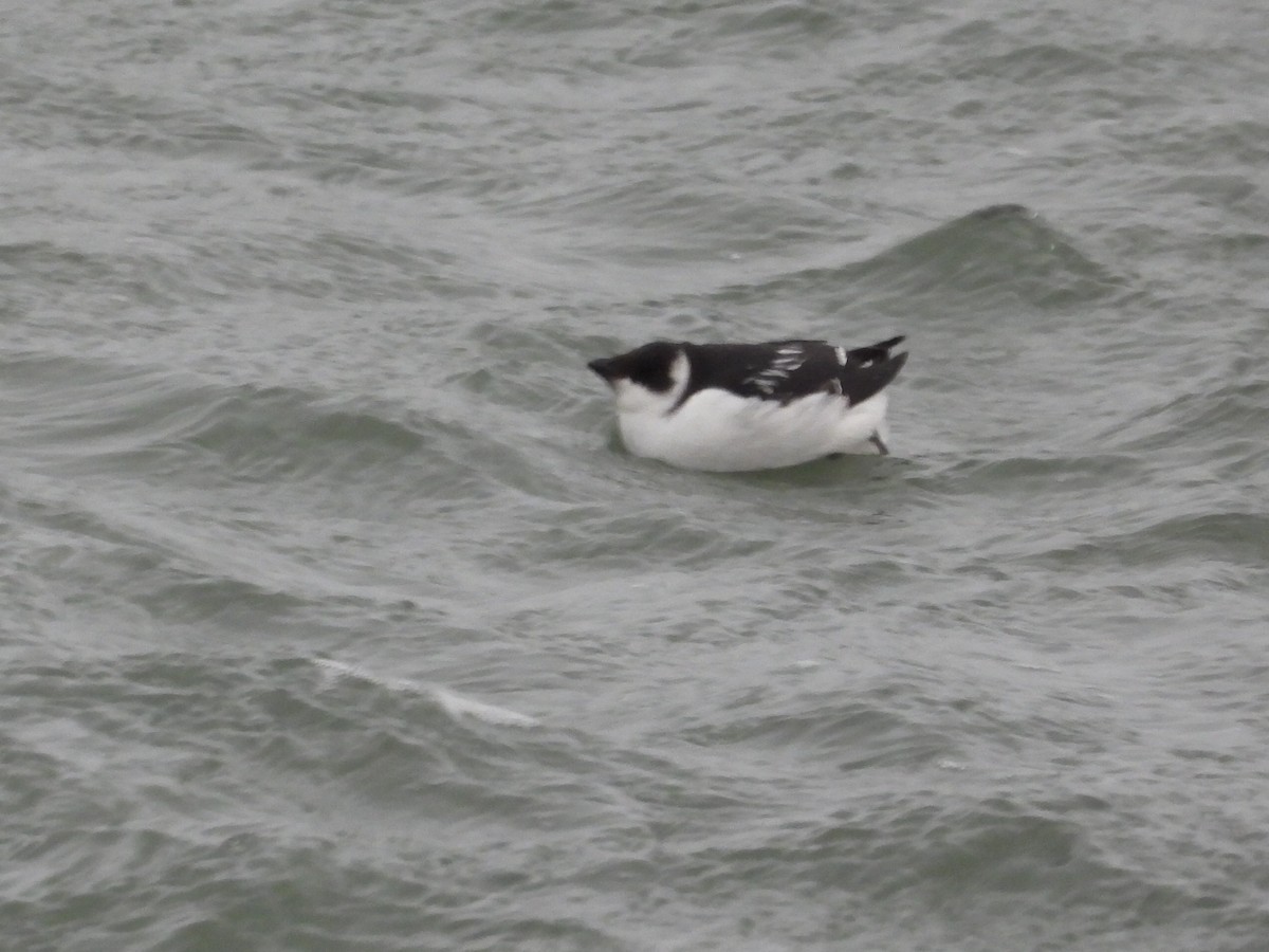 alkoun malý - ML647049418