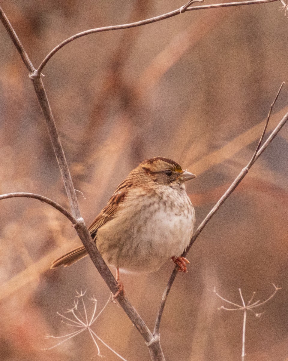 strnadec bělohrdlý - ML647049420
