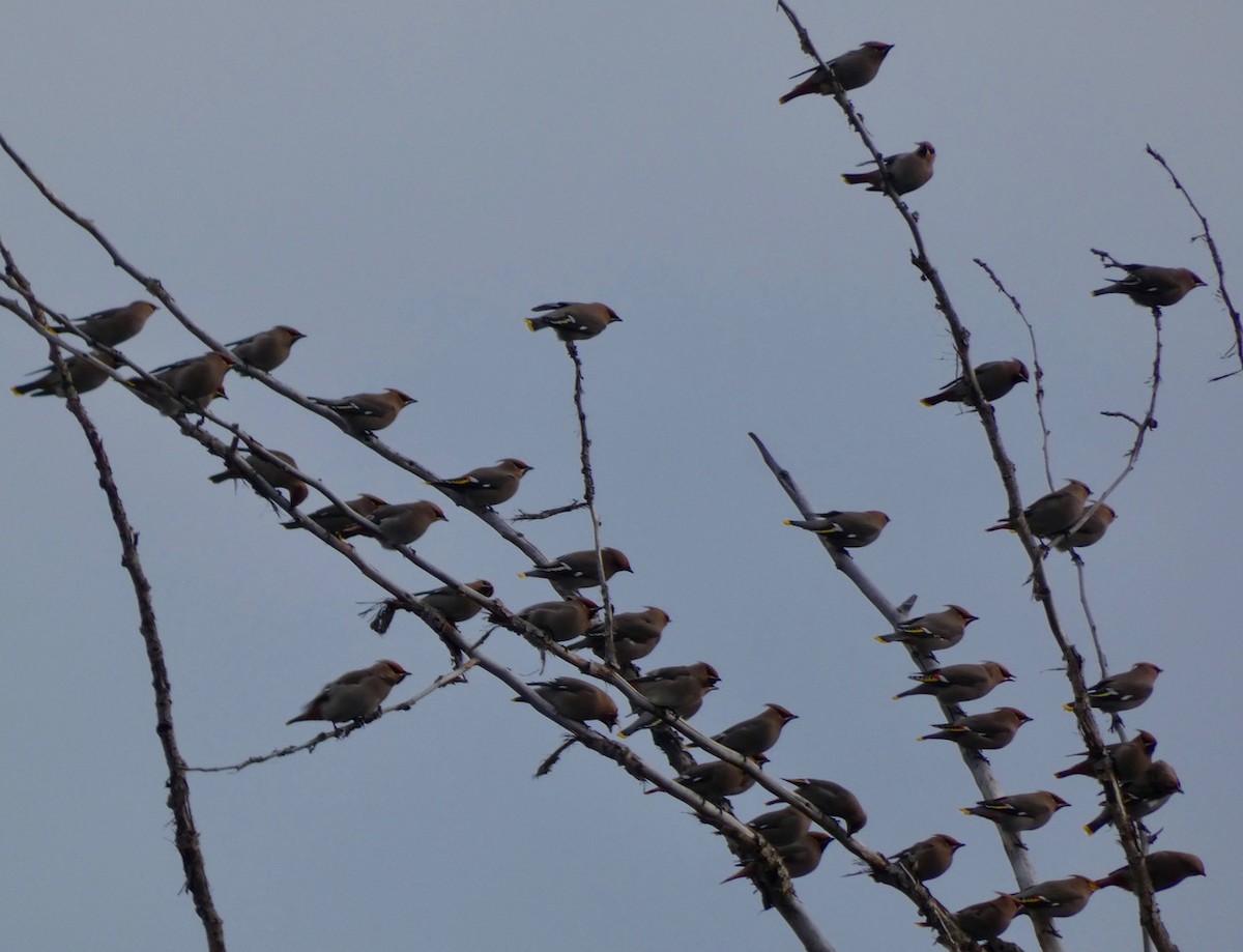 Bohemian Waxwing - ML647049422