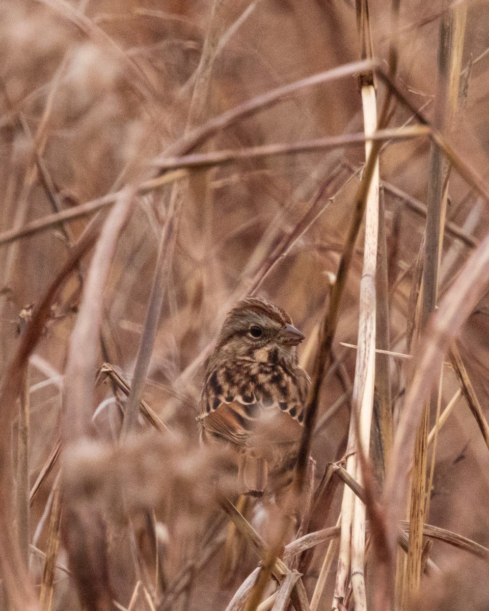 strnadec zpěvný - ML647049423