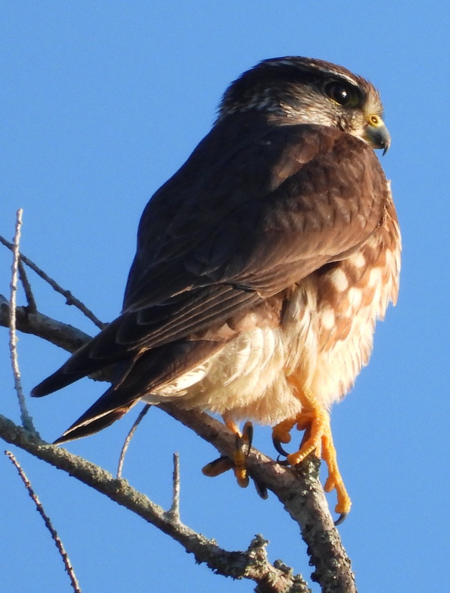 Merlin - ML647049424