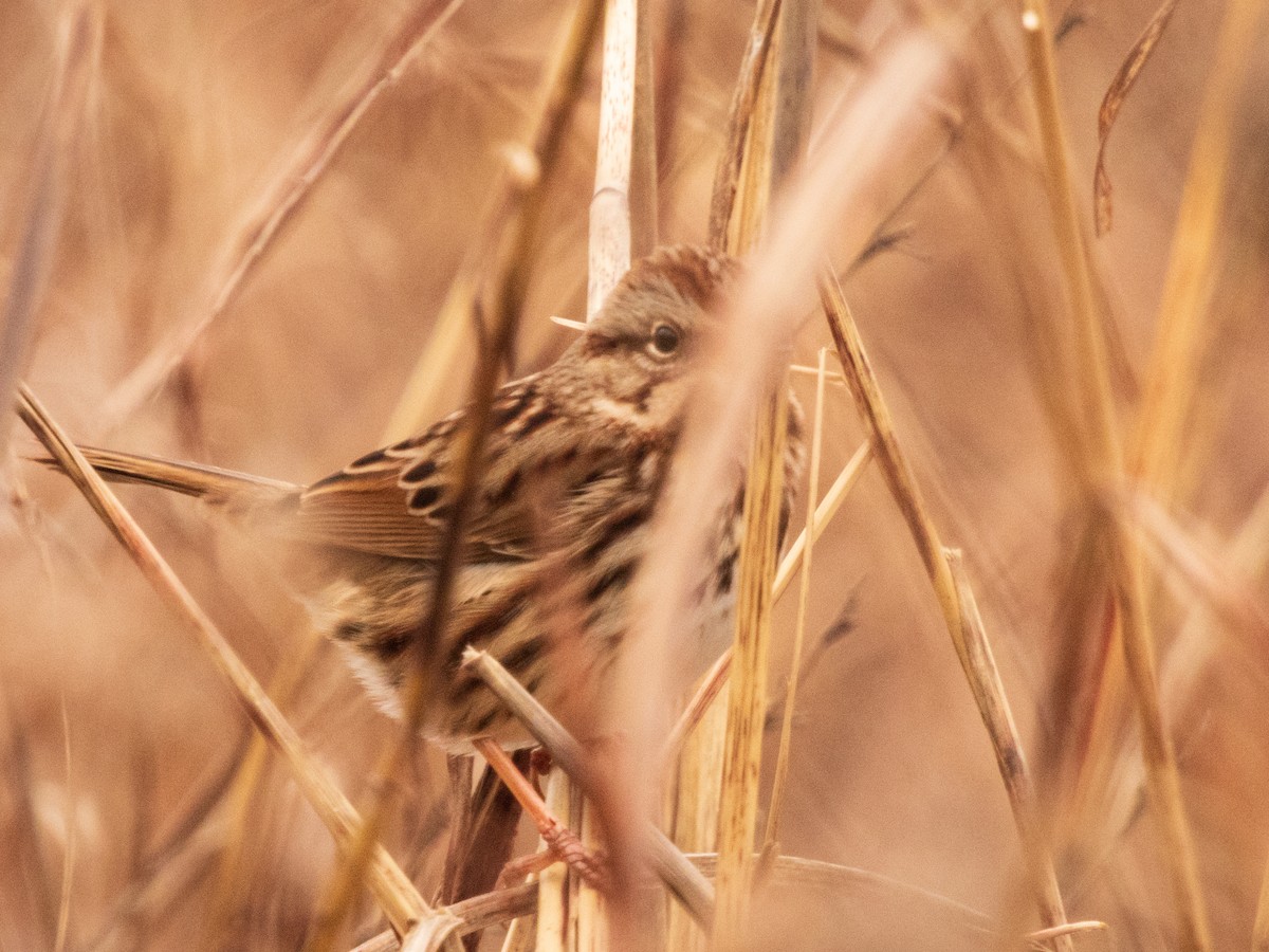 strnadec zpěvný - ML647049425