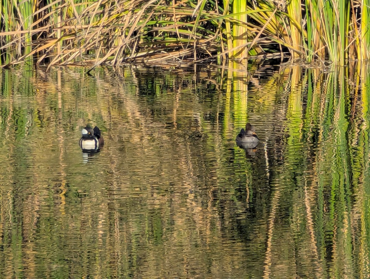 Hooded Merganser - ML647049426