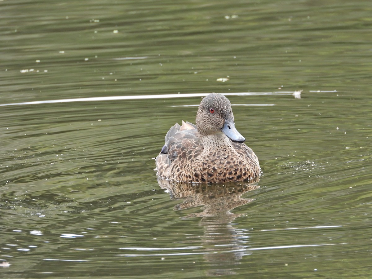 Chestnut Teal - ML647049428